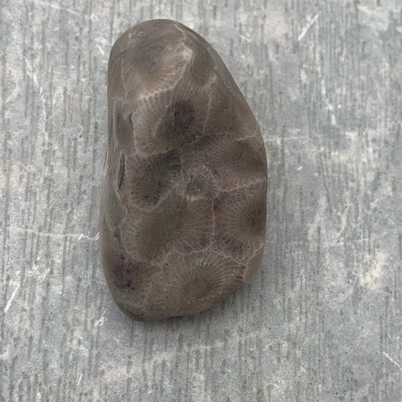 Petoskey stone - Picture 6 of 11